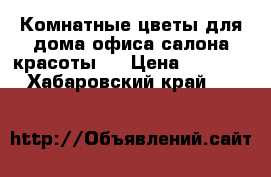 Комнатные цветы для дома,офиса,салона красоты!! › Цена ­ 5-15000 - Хабаровский край  »    